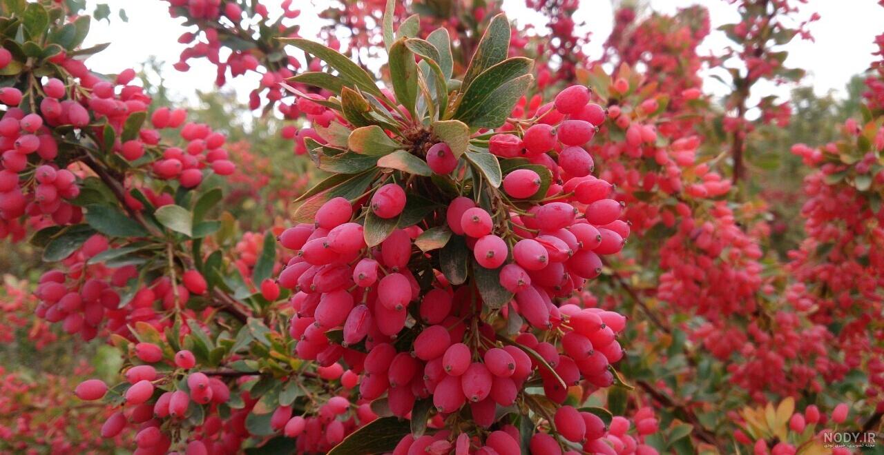 خواص زرشک کوهی برای کبد چرب