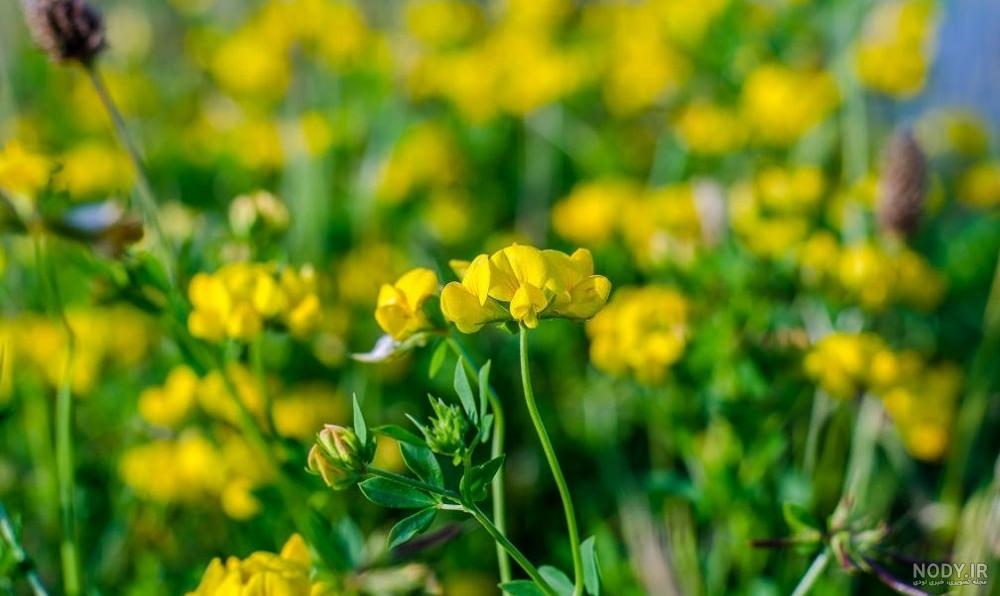 خواص یونجه وحشی خواص یونجه وحشی