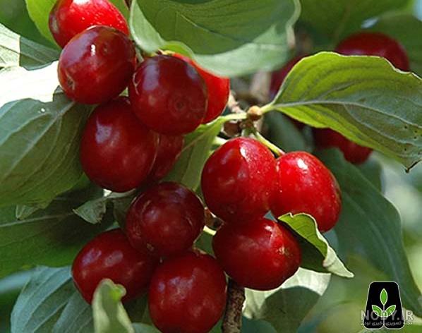 درخت زغال اخته در کجا میروید درخت زغال اخته در کجا میروید