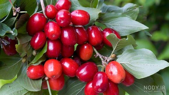 درخت زغال اخته در گیلان درخت زغال اخته در گیلان