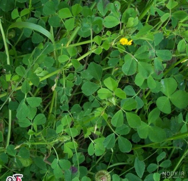 روغن گیاه ناخنک روغن گیاه ناخنک