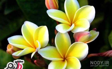 زیباترین گل دنیا زیباترین گل دنیا