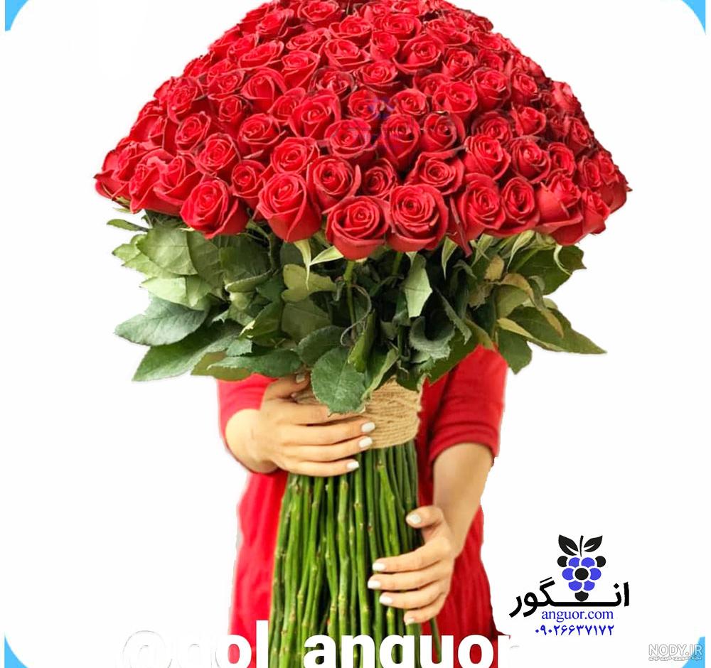 زیباترین گل رز