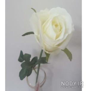 زیباترین گل رز سفید دنیا