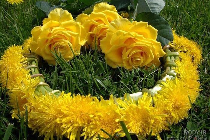 زیباترین گل های جهان زیباترین گل های جهان