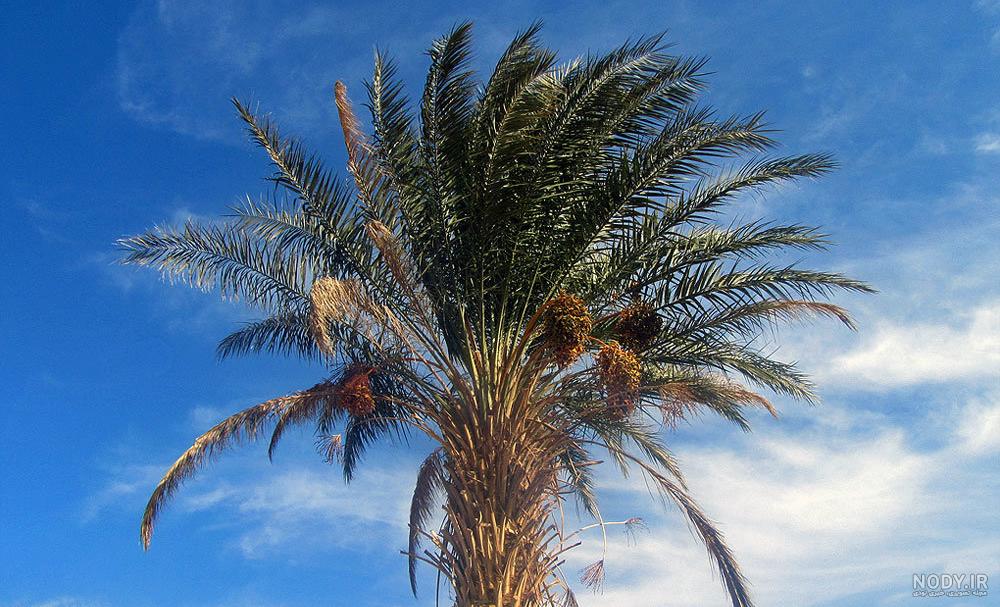 سفر به طرود سفر به طرود