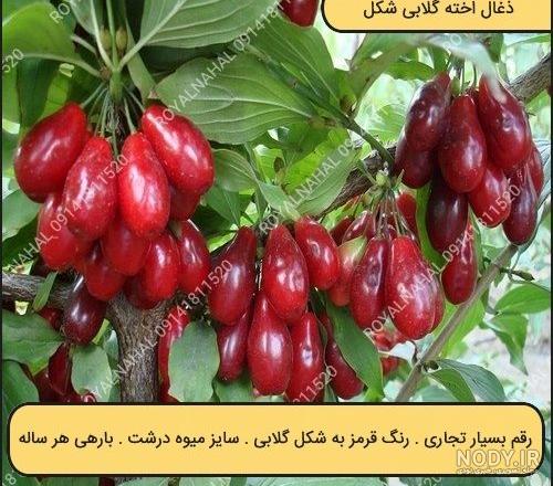 شکوفه درخت زغال اخته شکوفه درخت زغال اخته
