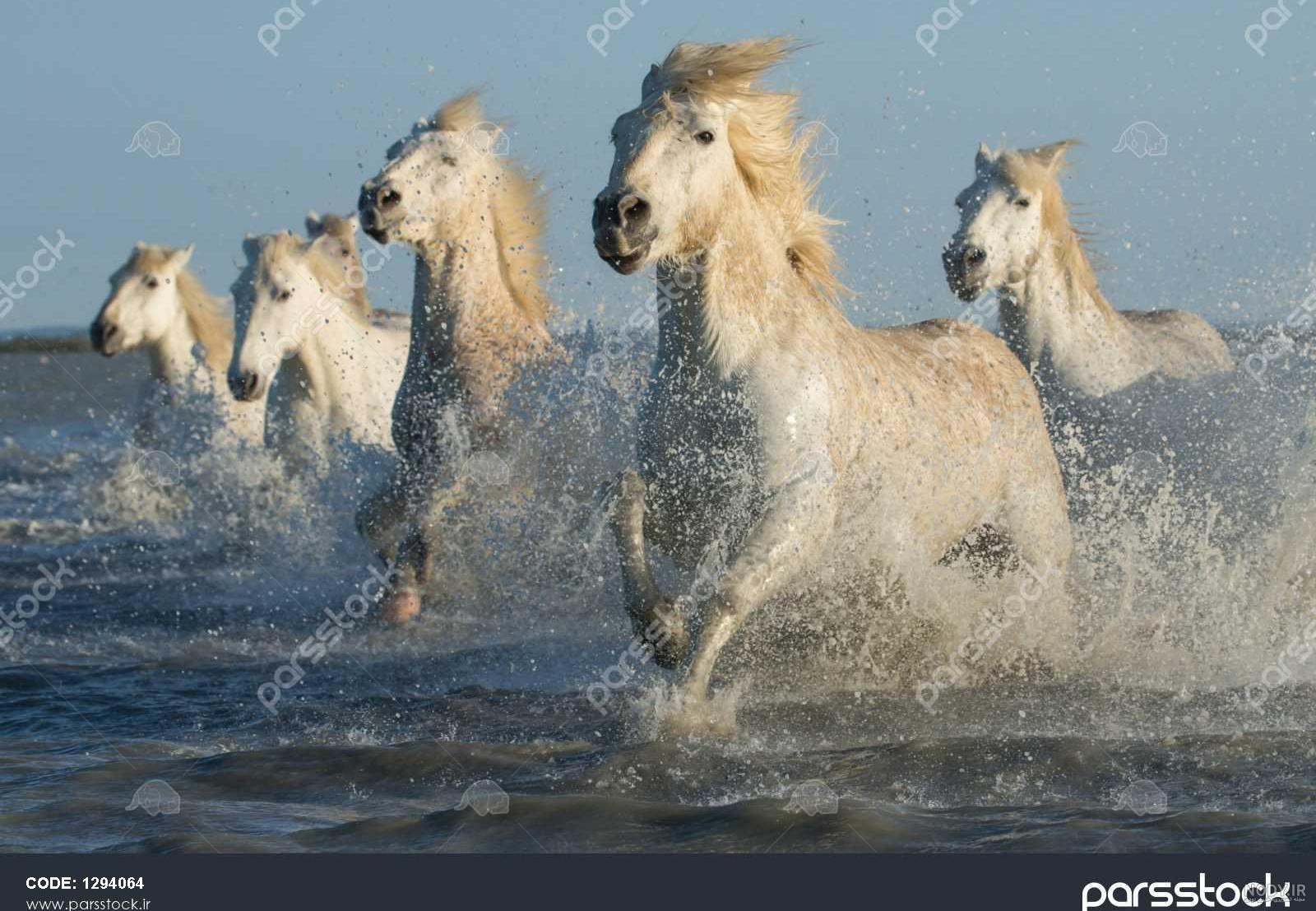 عکس اسب آبی عکس اسب آبی