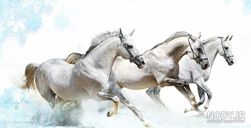 عکس اسب آبی زیبا عکس اسب آبی زیبا