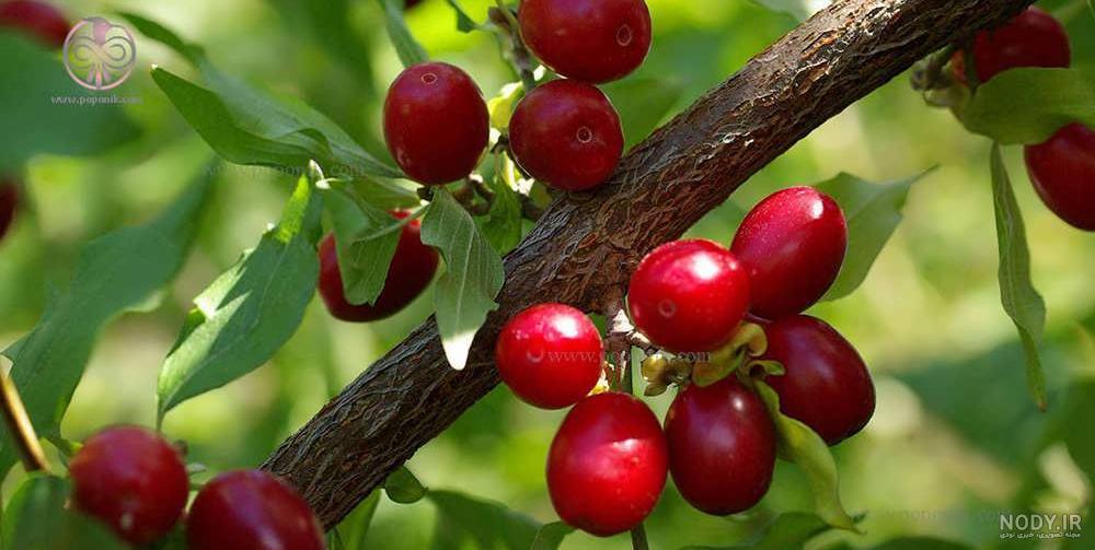 عکس درخت زغال اخته عکس درخت زغال اخته