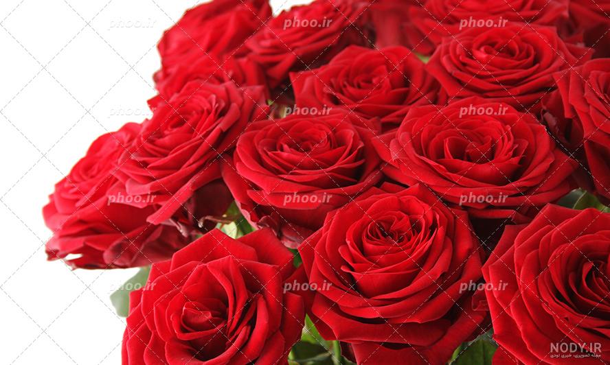 عکس دسته گل رز قرمز و سفید عکس دسته گل رز قرمز و سفید