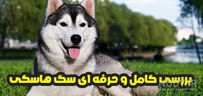 عکس سگ هاسکی چشم ابی