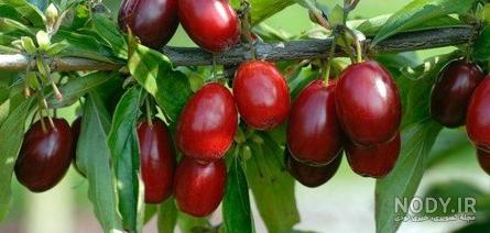 عکس شکوفه درخت زغال اخته عکس شکوفه درخت زغال اخته