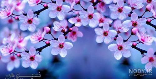 عکس شکوفه های بهاری نقاشی عکس شکوفه های بهاری نقاشی
