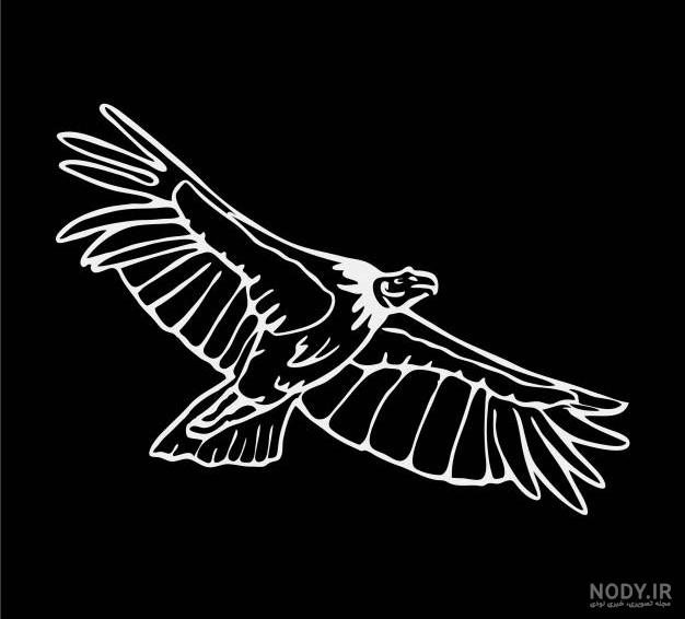 عکس سیاه سفید عقاب