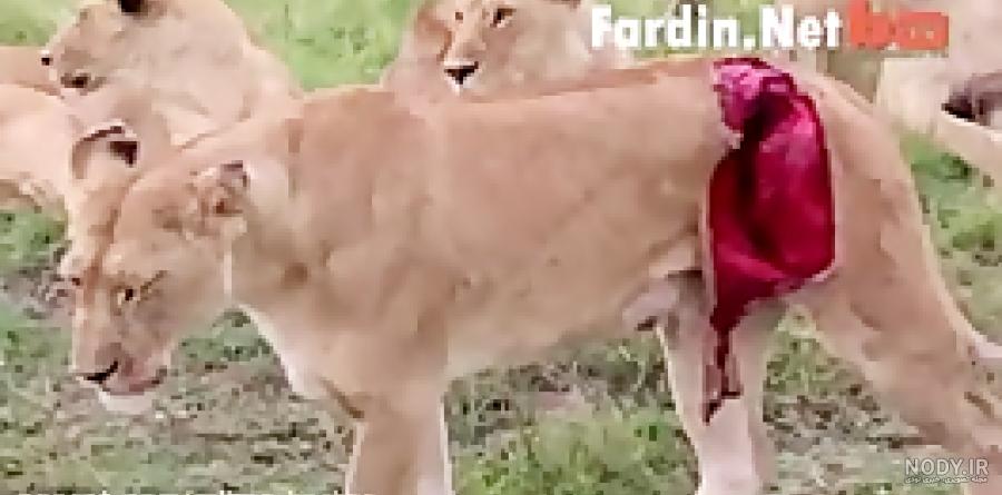 عکس وحشتناک ترین مرد دنیا عکس وحشتناک ترین مرد دنیا