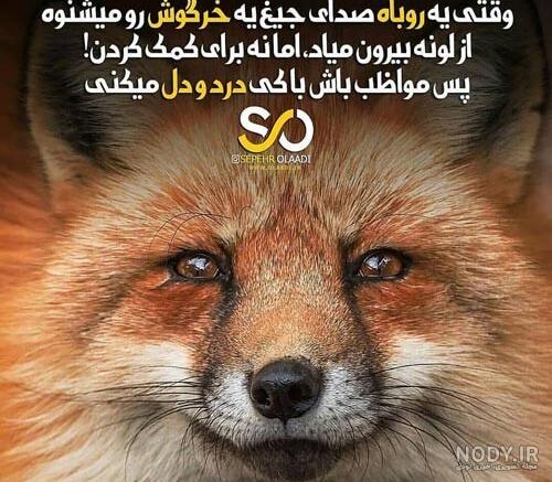 عکس پروفایل روباه سفید عکس پروفایل روباه سفید