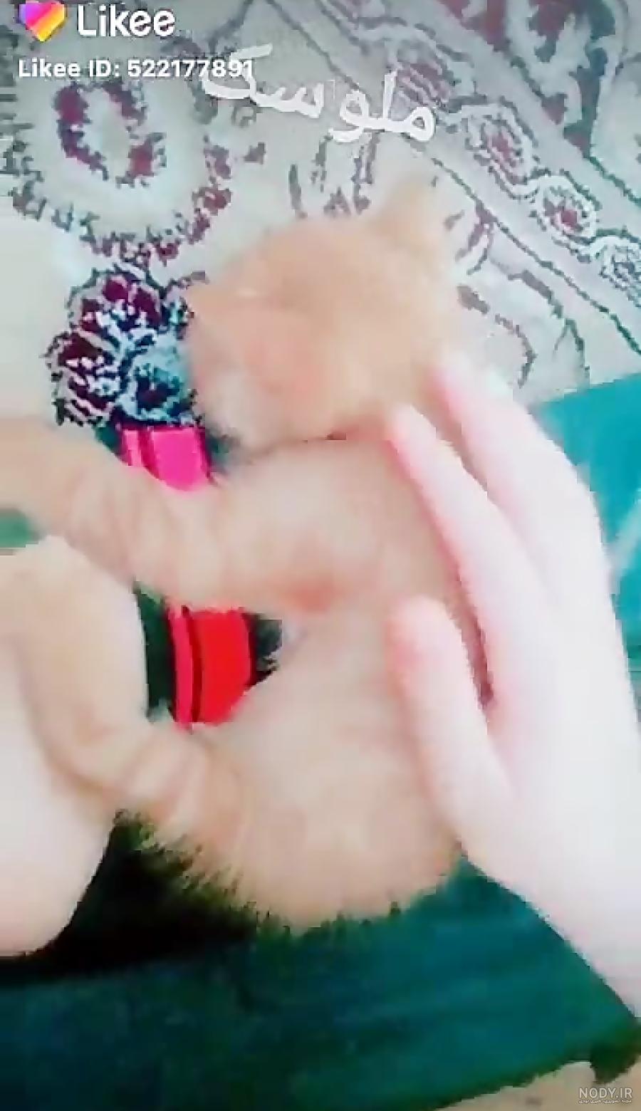 عکس پروفایل گربه و دختر عکس پروفایل گربه و دختر