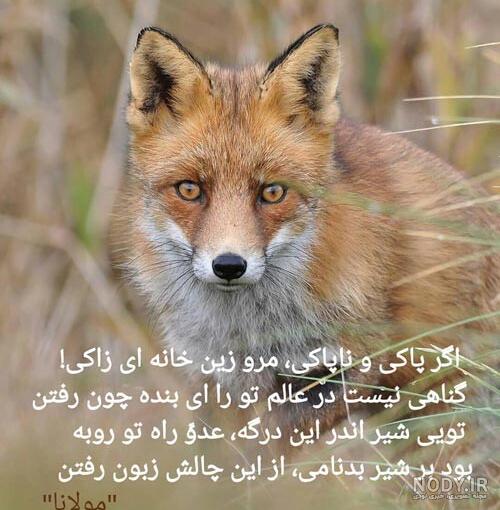 عکس پروفایل گرگ عکس پروفایل گرگ