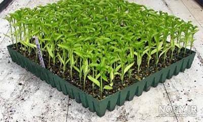 عکس کاشت لوبیا برای مدرسه