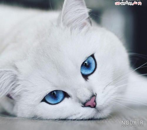 عکس گربه آبی روسی عکس گربه آبی روسی