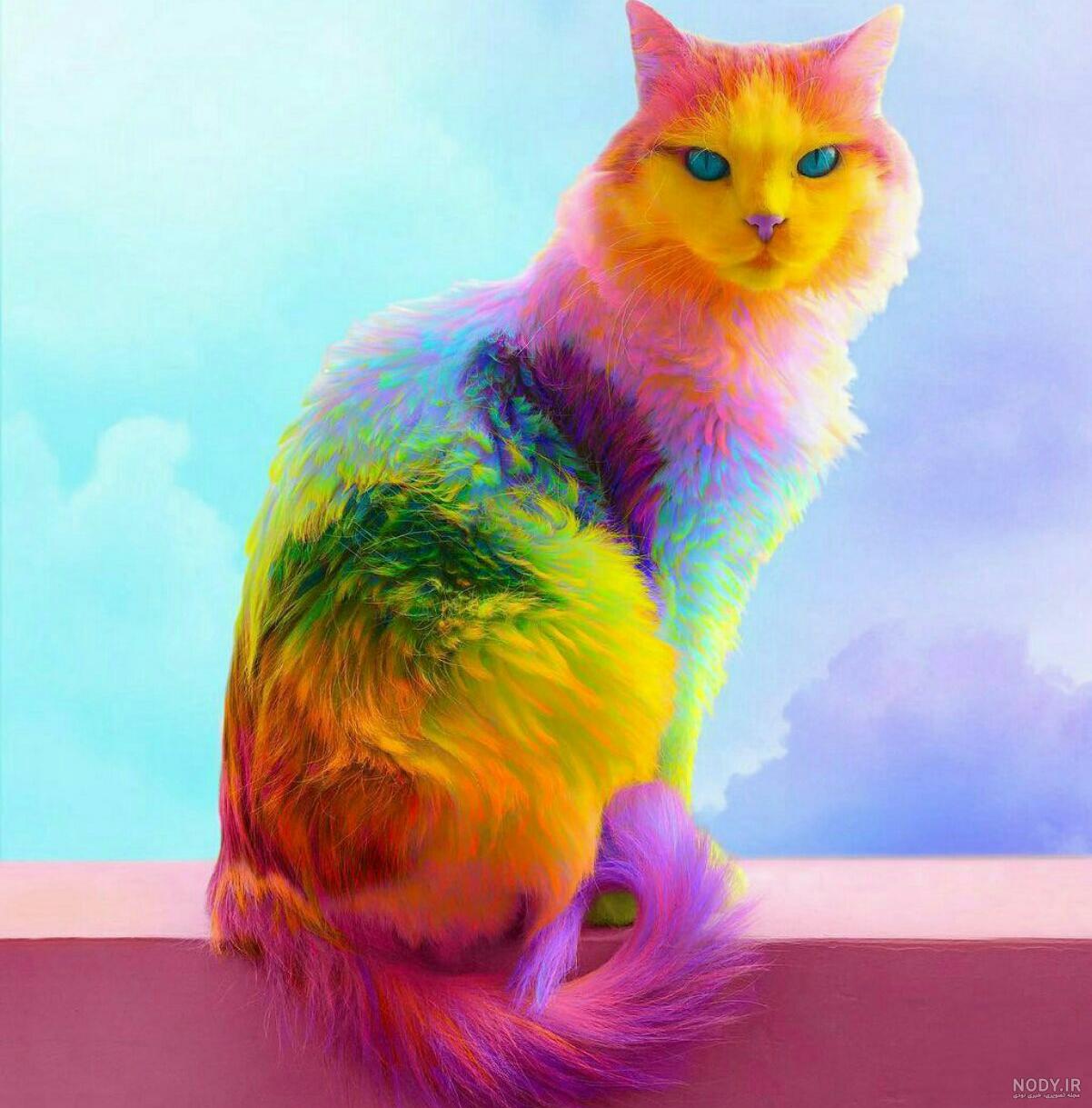عکس گربه برای پروفایل پسرانه عکس گربه برای پروفایل پسرانه