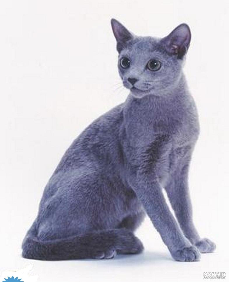عکس گربه خانگی عکس گربه خانگی