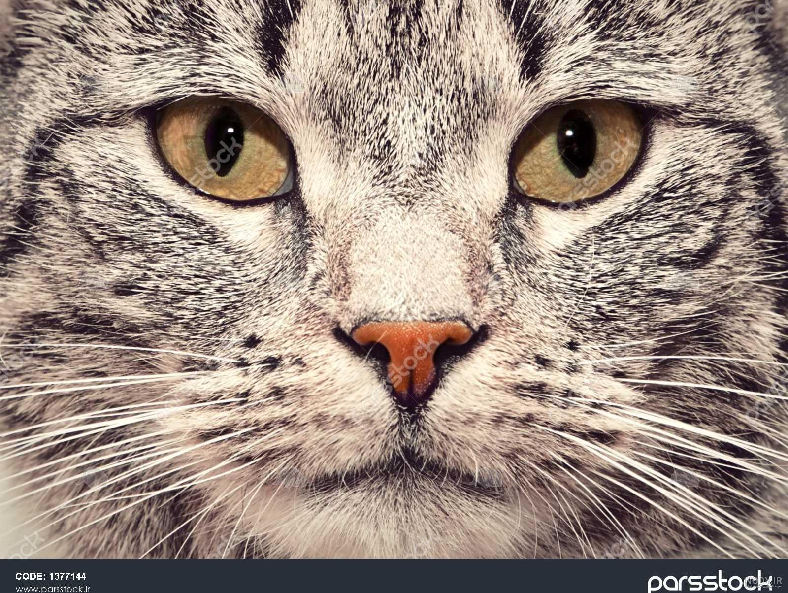 عکس گربه صورت