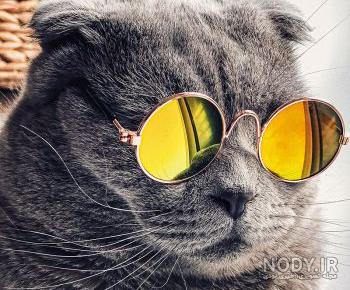عکس گربه عاشقانه برای پروفایل عکس گربه عاشقانه برای پروفایل