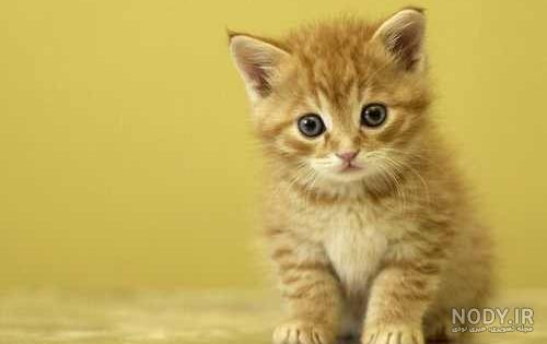 عکس گربه وحشی ترسناک عکس گربه وحشی ترسناک