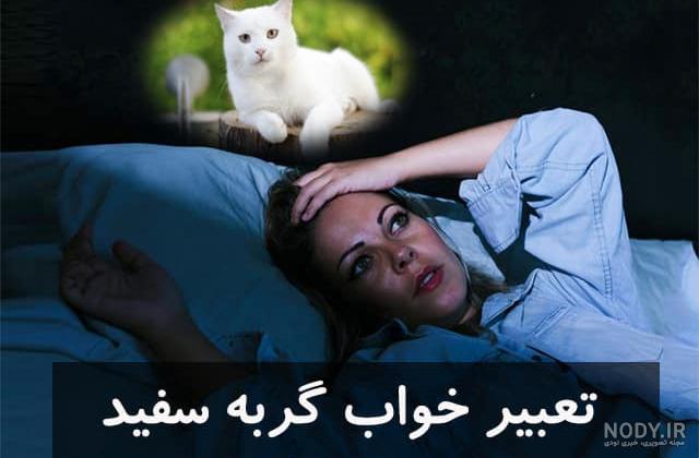 عکس گربه چشم آبی عکس گربه چشم آبی