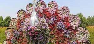 عکس گل رز زرد عکس گل رز زرد