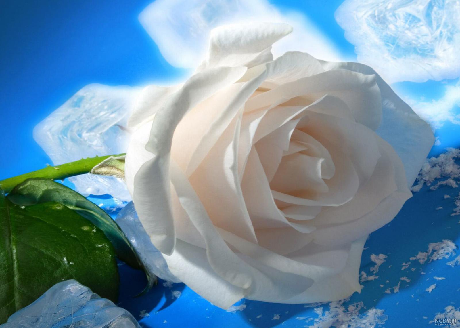 عکس گل رز سفید تک شاخه