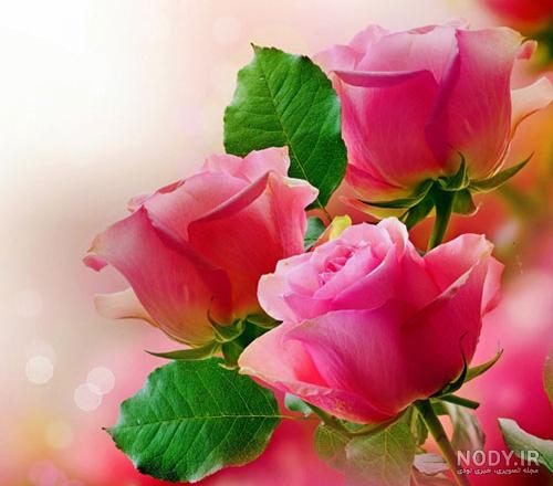 عکس گل طبیعی عکس گل طبیعی