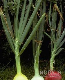 عکس گیاه تک لپه ای