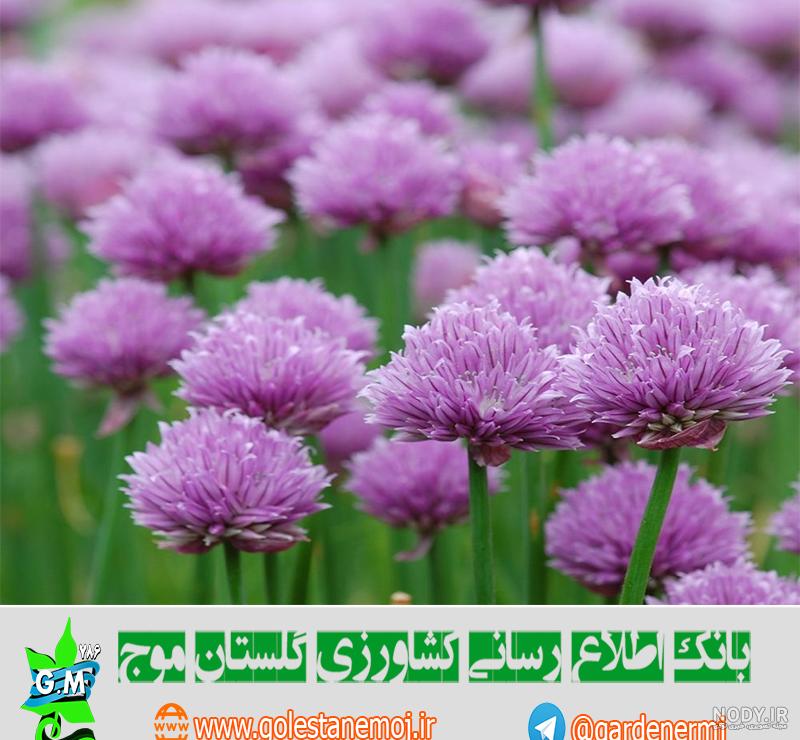 عکس گیاهان تک لپه ای و دولپه ای عکس گیاهان تک لپه ای و دولپه ای