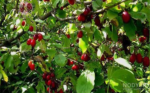 عکسهای درخت زغال اخته عکسهای درخت زغال اخته