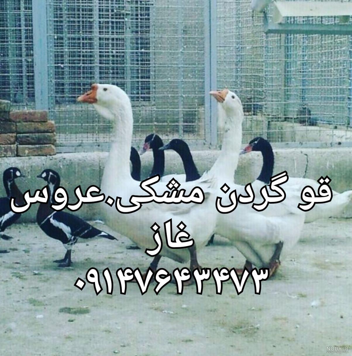 فروش غاز تولوز فروش غاز تولوز