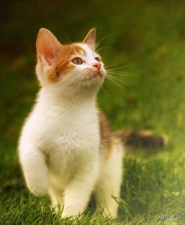 فیلم گربه خنده دار فیلم گربه خنده دار