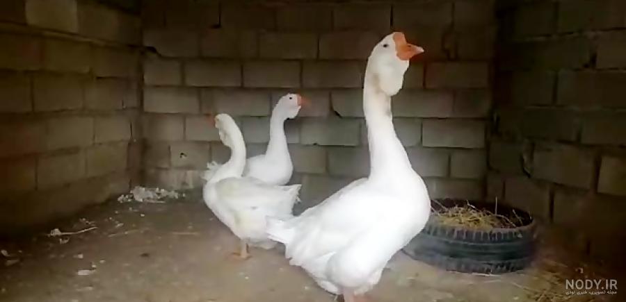 قوغاز قوغاز