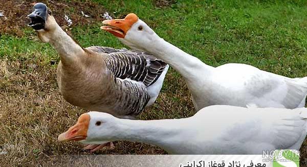 قوغاز اصل اکراینی