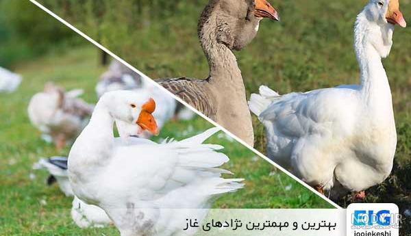 قوغاز قیمت