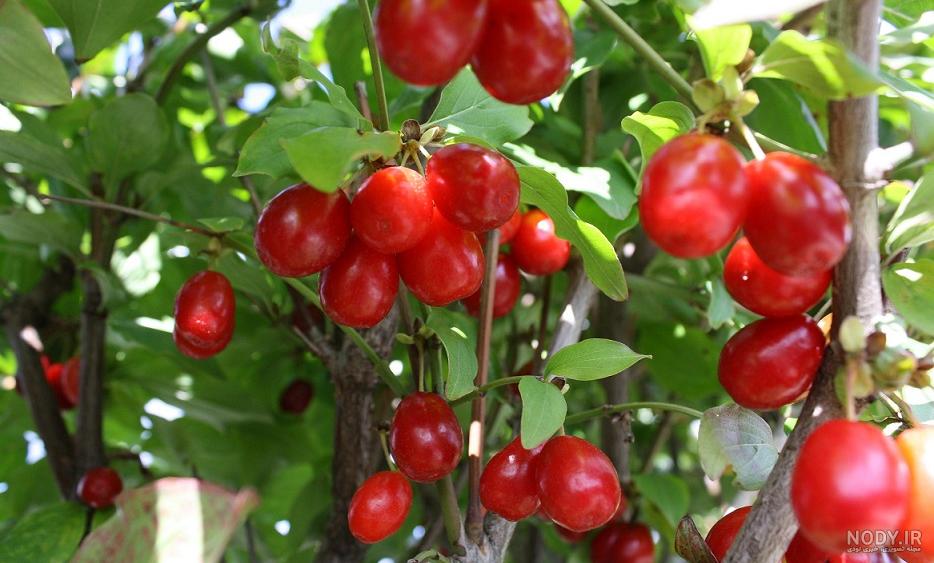 قیمت درخت زغال اخته قیمت درخت زغال اخته