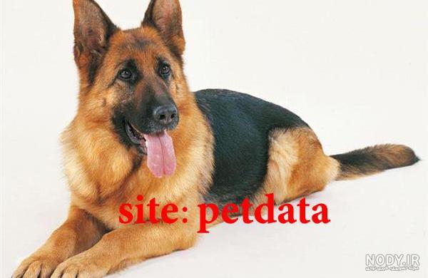 قیمت سگ ژرمن شپرد 2 ماهه