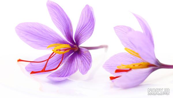 قیمت پاکت بسته بندی زعفران