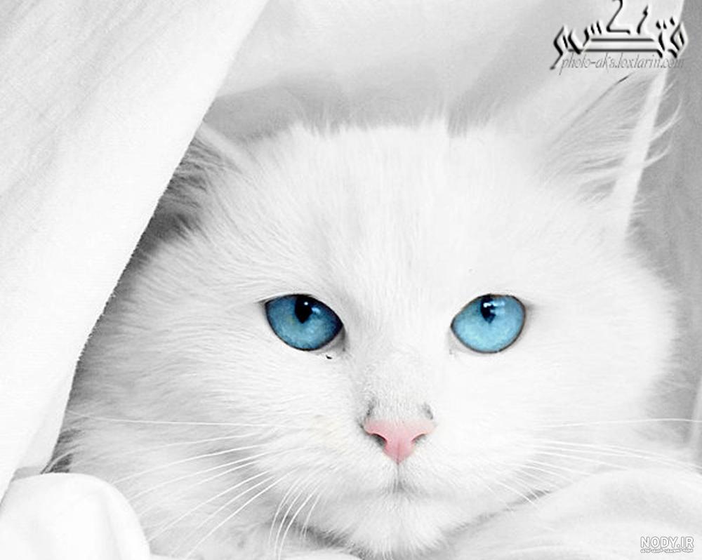قیمت گربه پرشین عروسکی قیمت گربه پرشین عروسکی