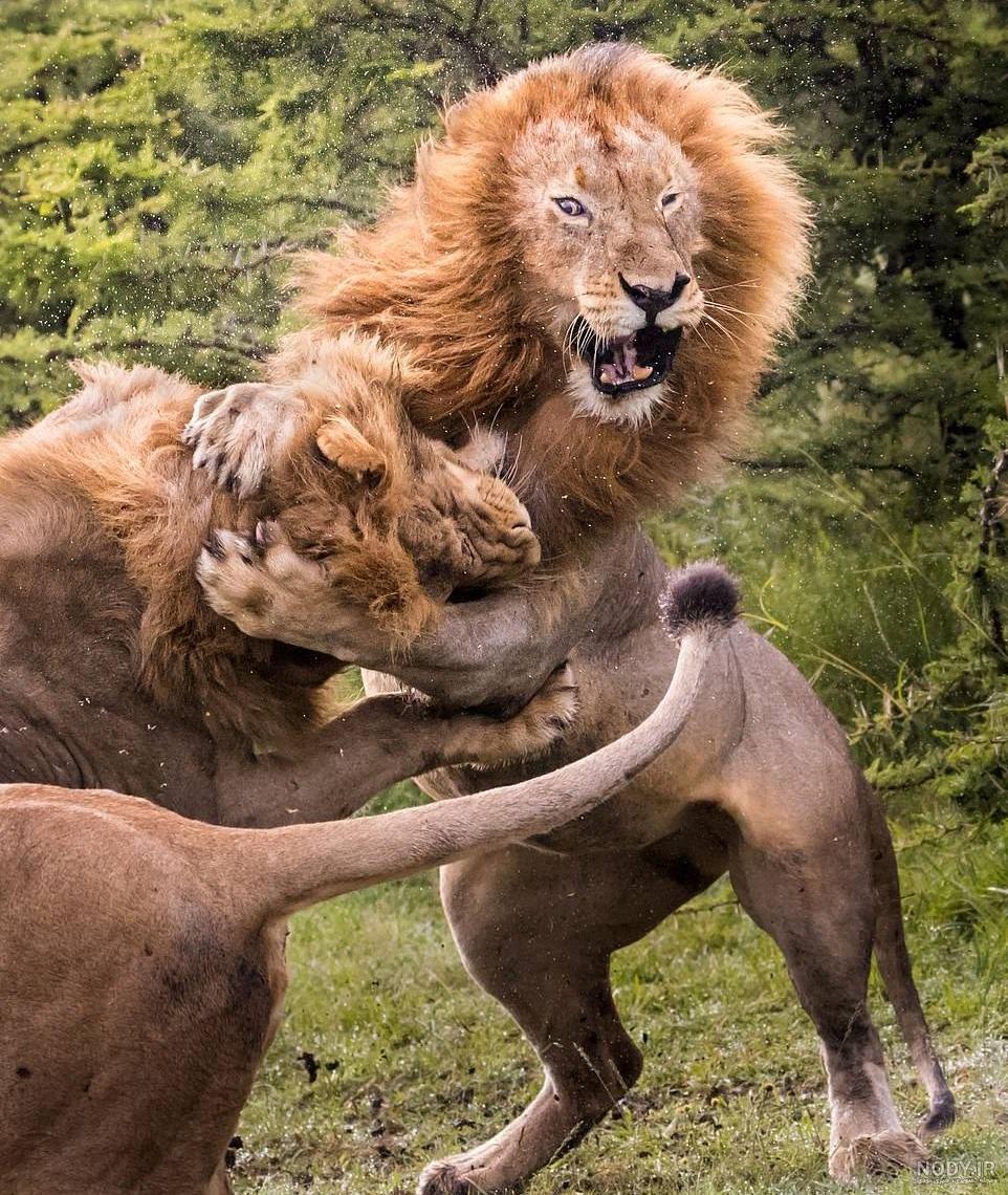 میکس غرش شیر میکس غرش شیر