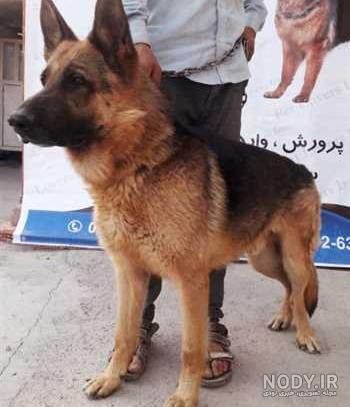نژاد سگ نگهبان آلمانی