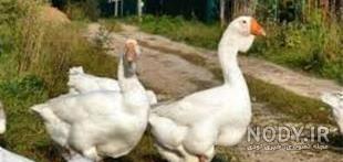وزن غاز وزن غاز