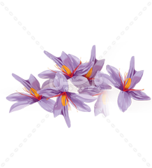کارت ویزیت زعفران